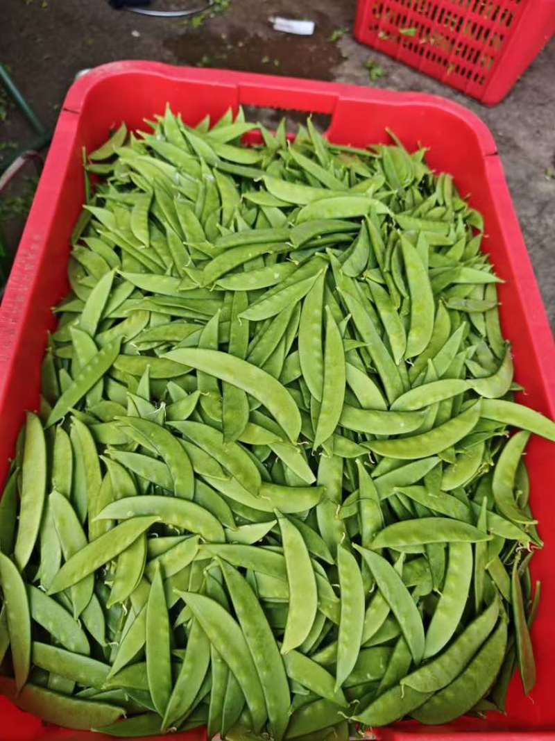 【荷兰豆】全年供应源头基地一手价格电商好货精品皆有