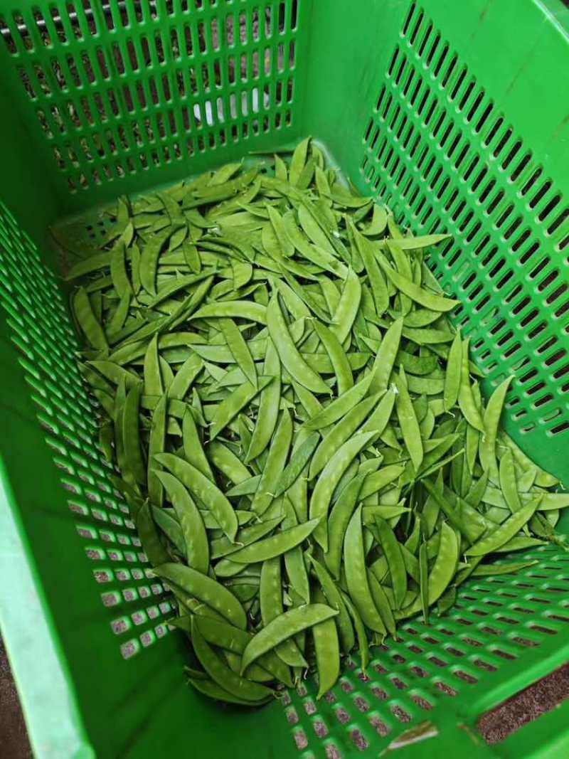 【荷兰豆】全年供应源头基地一手价格电商好货精品皆有