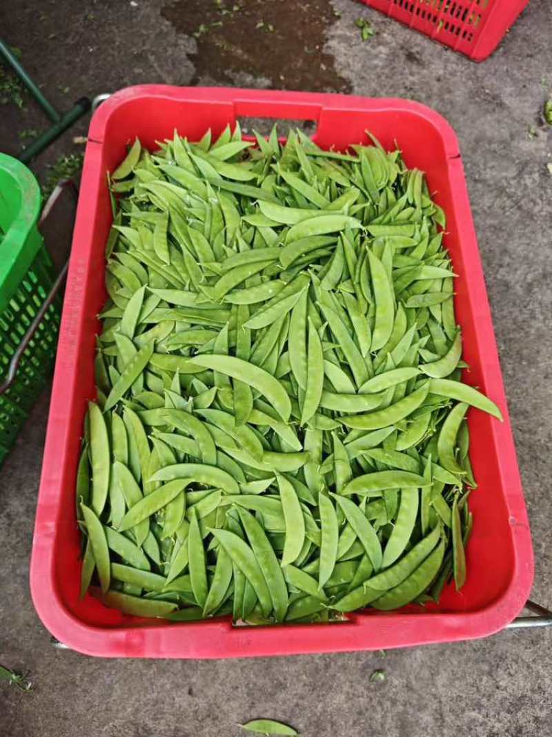 【荷兰豆】全年供应源头基地一手价格电商好货精品皆有