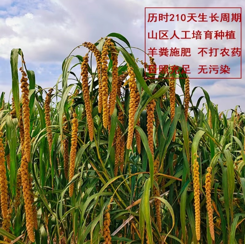 陕北米脂小米之乡