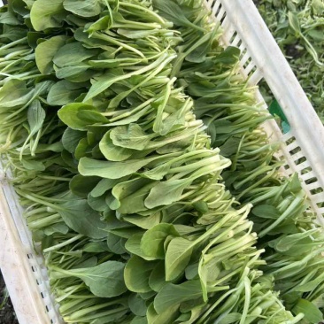 鸡毛菜