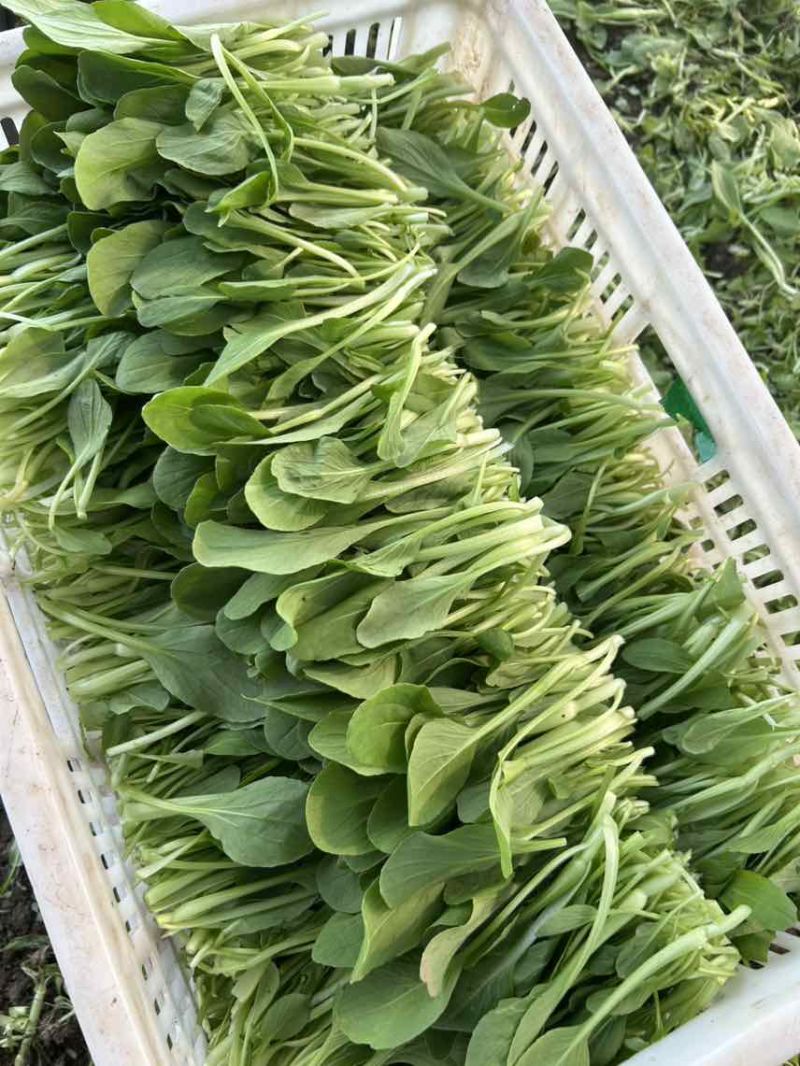 鸡毛菜