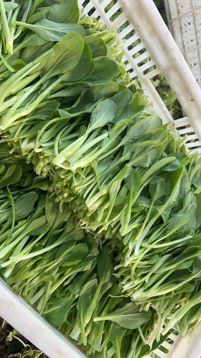 鸡毛菜