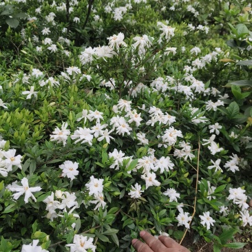 雀舌栀子花