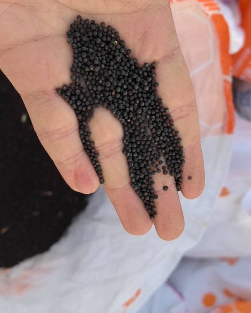 油菜籽