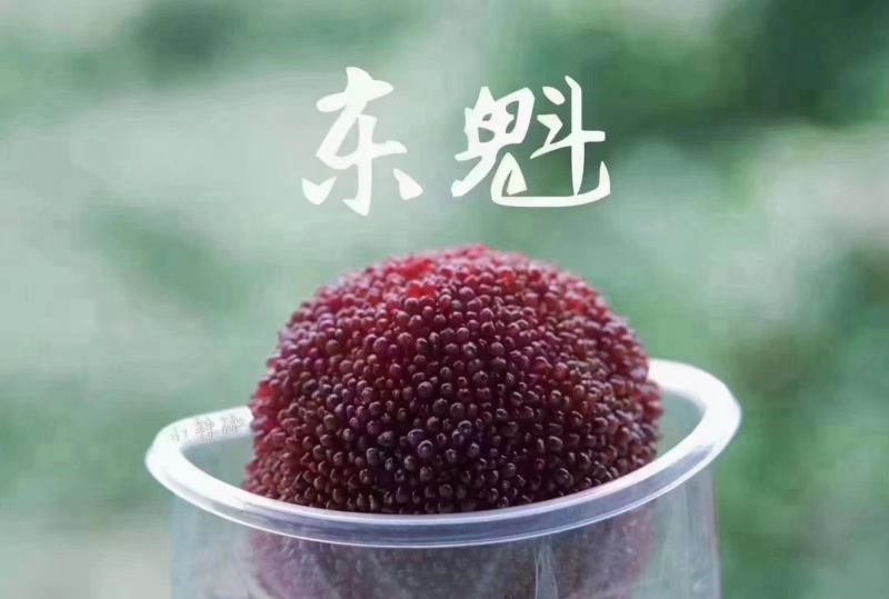 福建杨梅