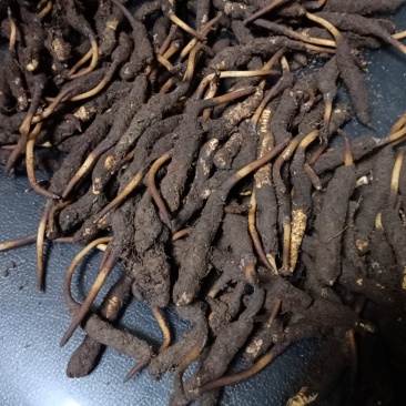 正宗野生虫草