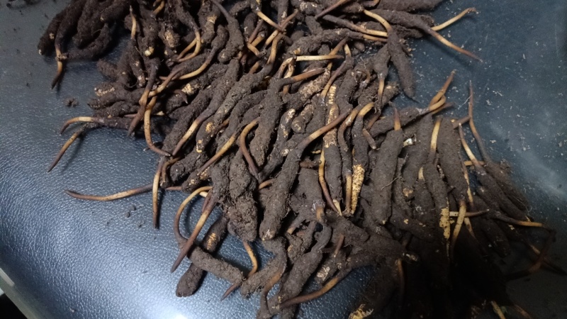 正宗野生虫草