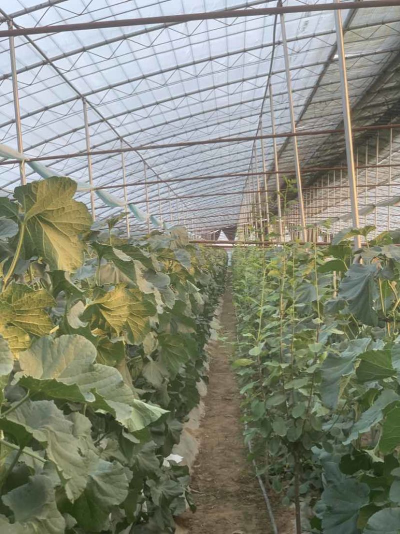 大荔高石脆瓜