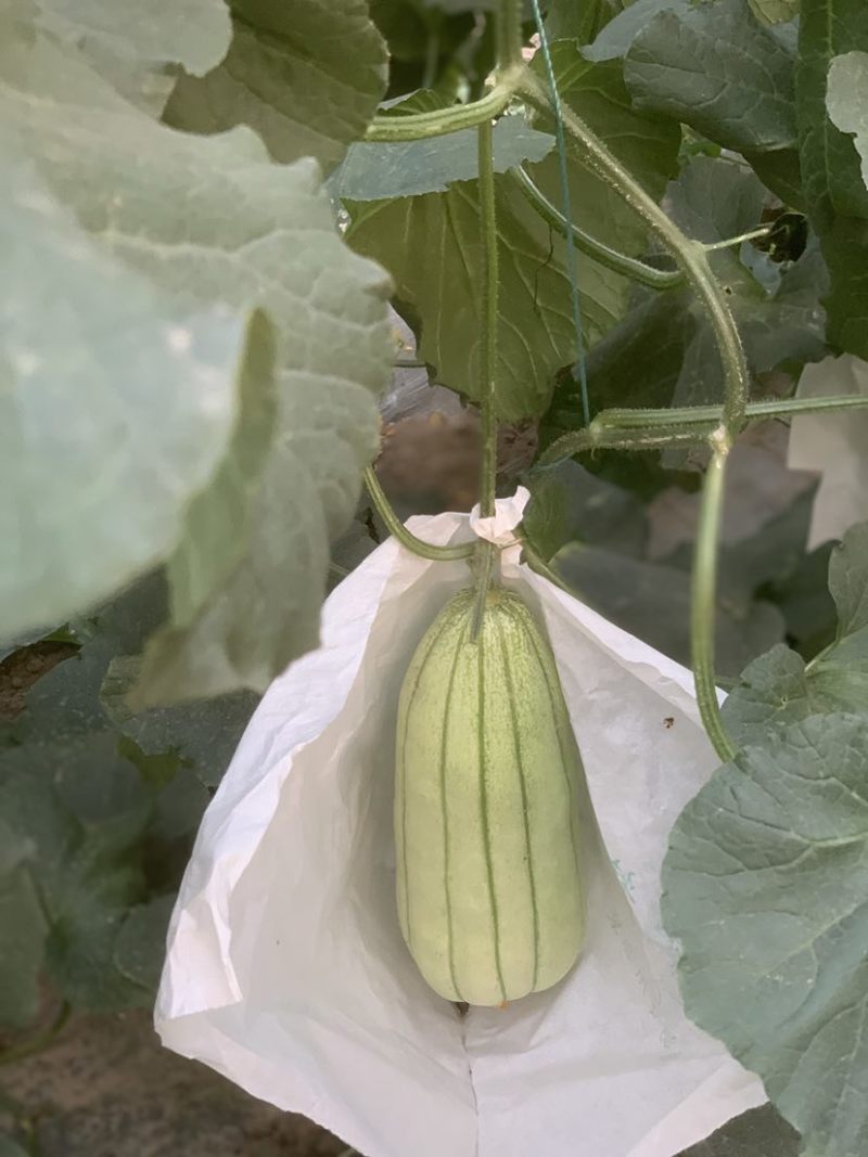 大荔高石脆瓜