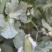 大荔高石脆瓜
