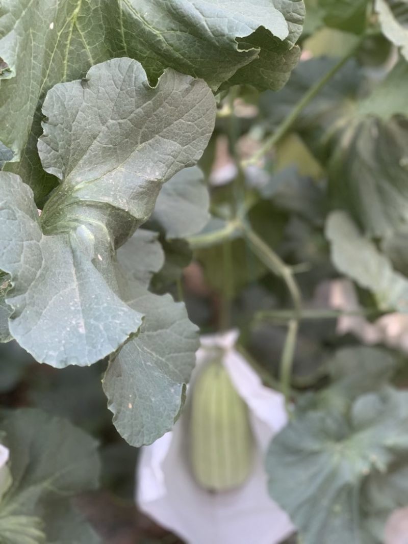 大荔高石脆瓜