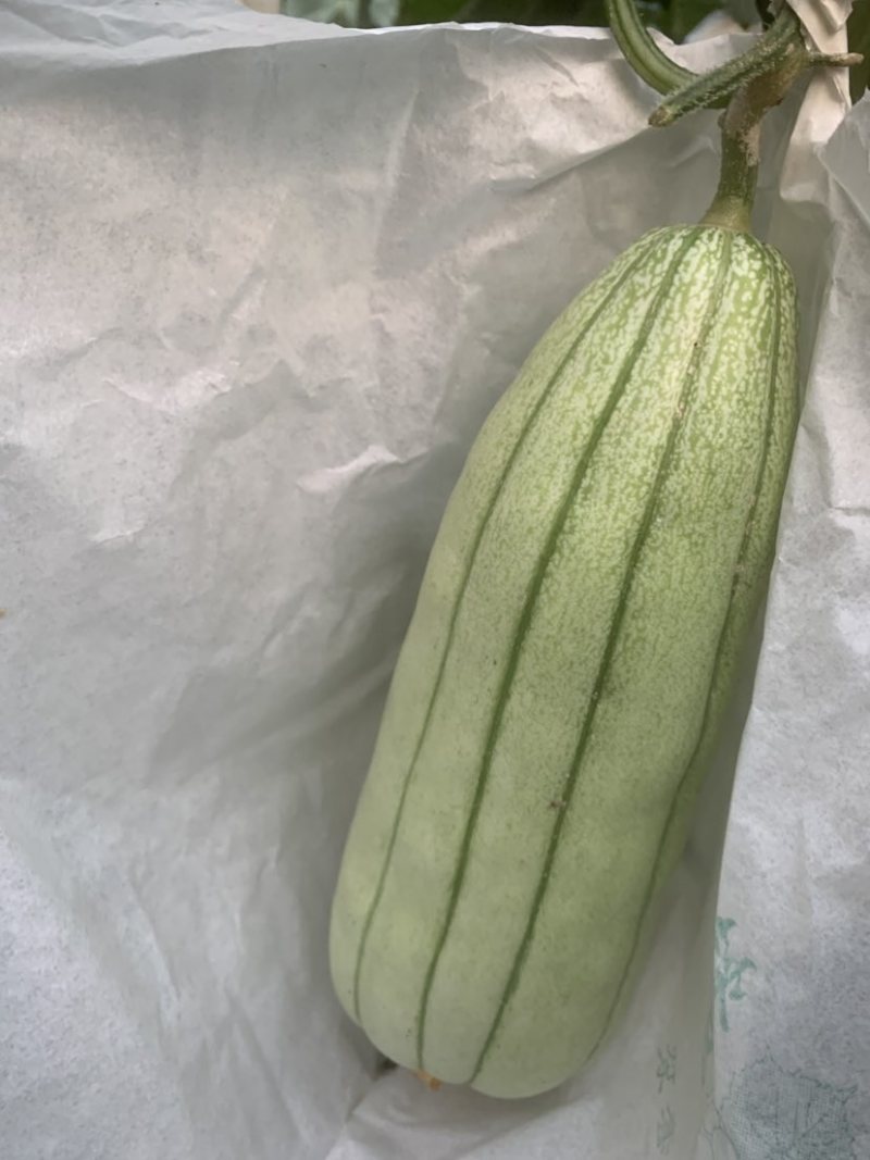 大荔高石脆瓜