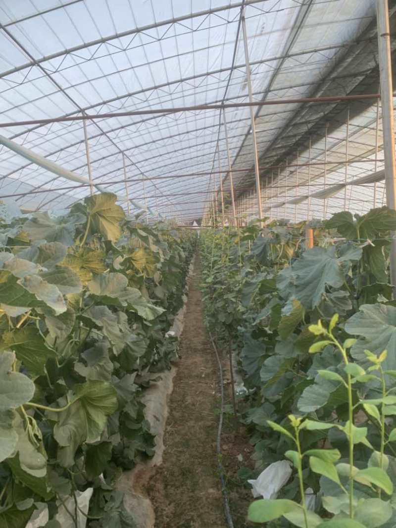 大荔高石脆瓜