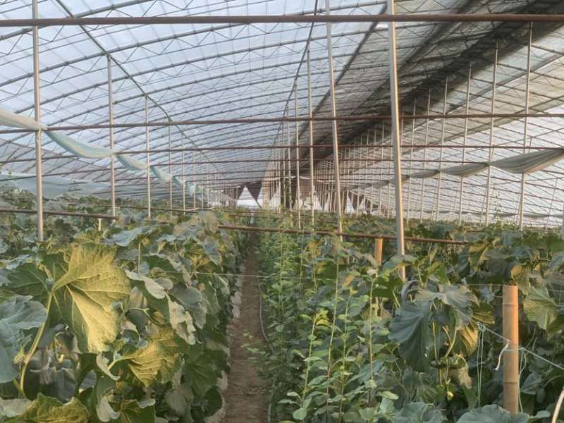 大荔高石脆瓜