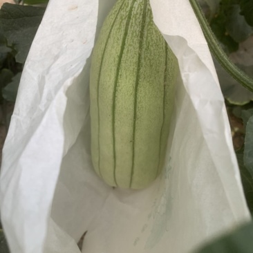 大荔高石脆瓜
