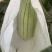 大荔高石脆瓜