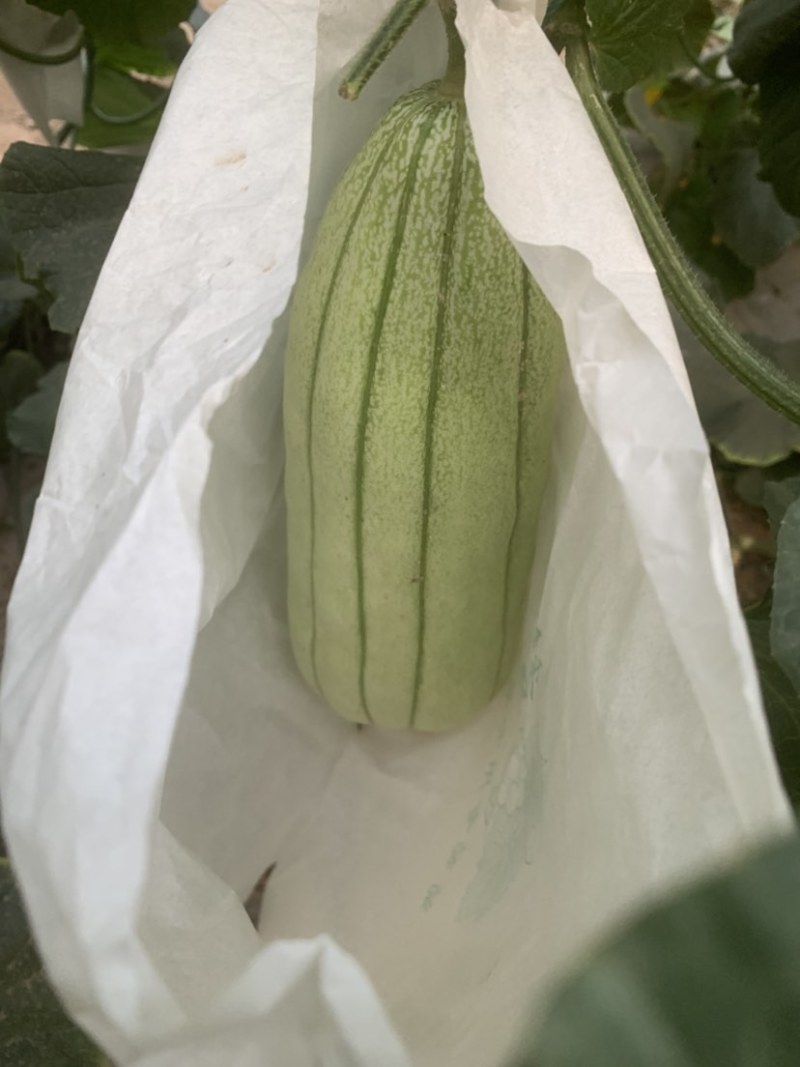 大荔高石脆瓜