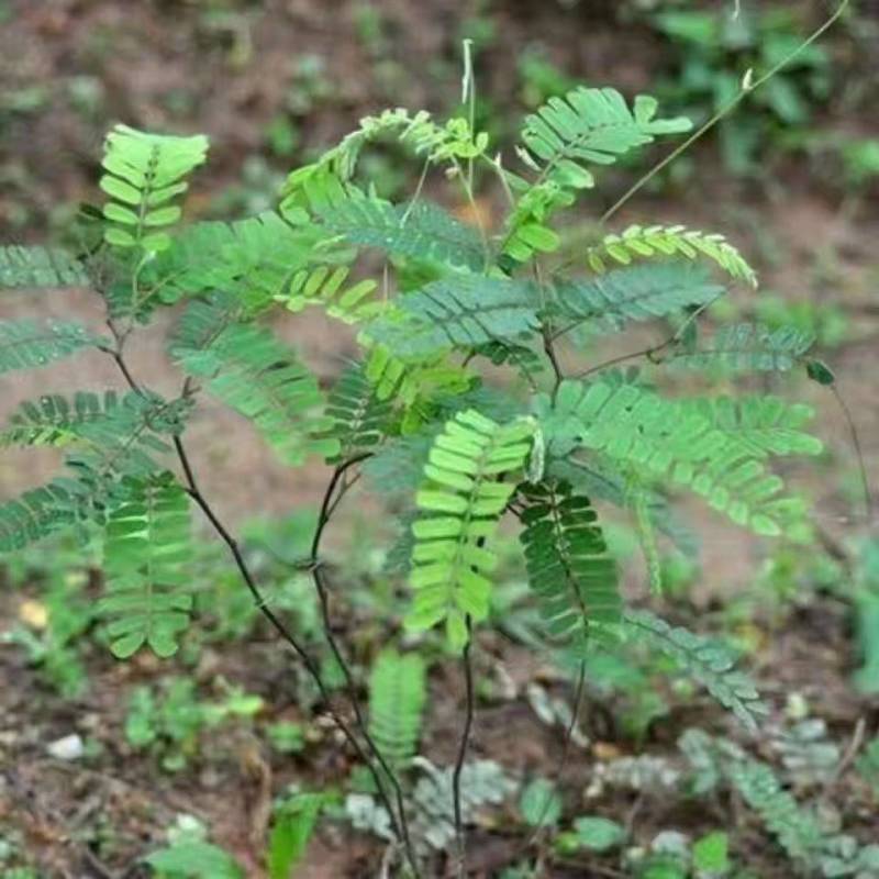 正宗广东鸡骨草种苗（种子颜色为褐色，叶子有毛绒）