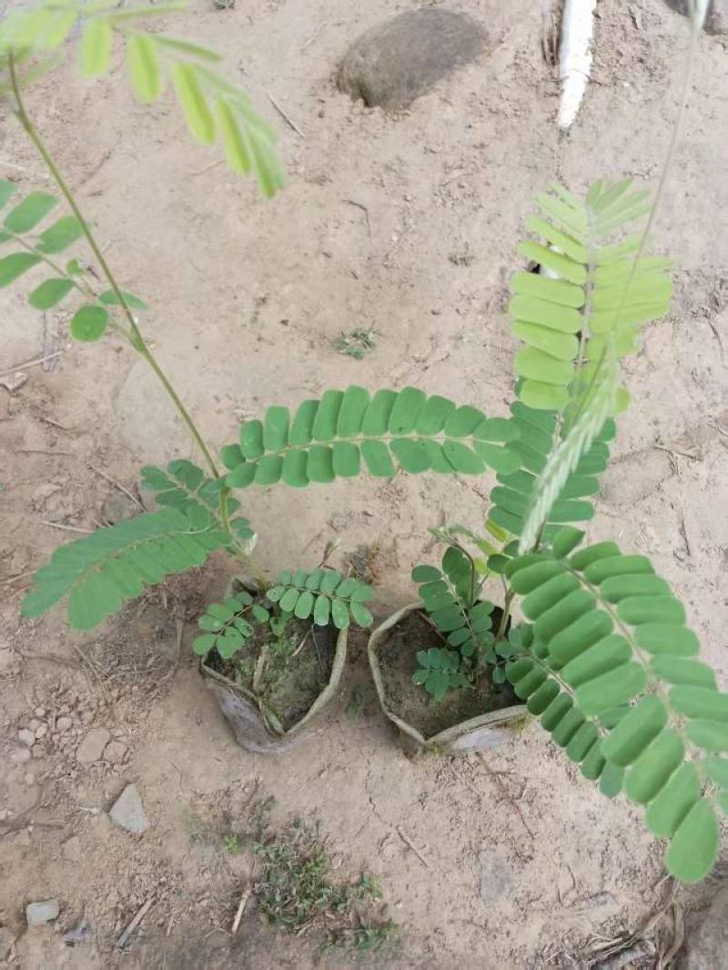 正宗广东鸡骨草种苗（种子颜色为褐色，叶子有毛绒）