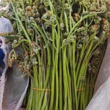 甘肃省甘南藏族自治州迭部县野生《蕨菜》野生龙爪菜