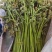 甘肃省甘南藏族自治州迭部县野生《蕨菜》野生龙爪菜