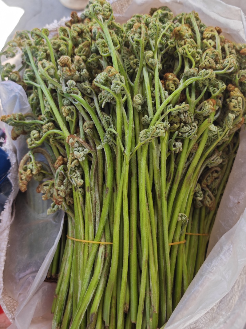 甘肃省甘南藏族自治州迭部县野生《蕨菜》野生龙爪菜