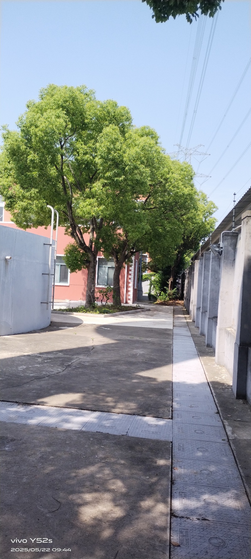 香樟树