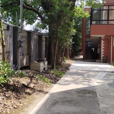 香樟树
