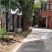 香樟树