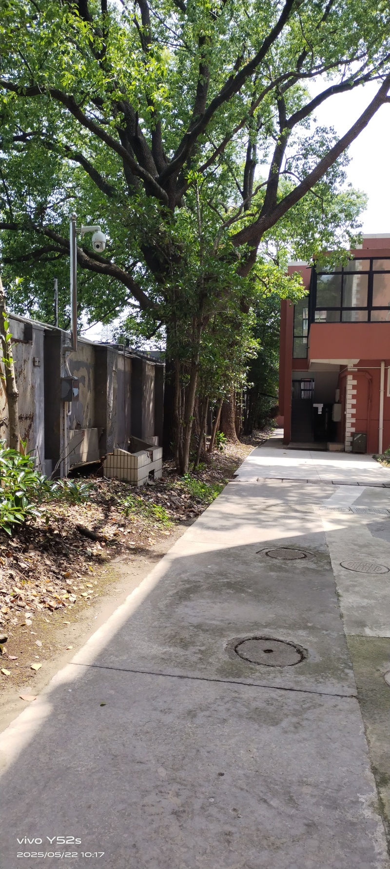香樟树