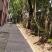 香樟树