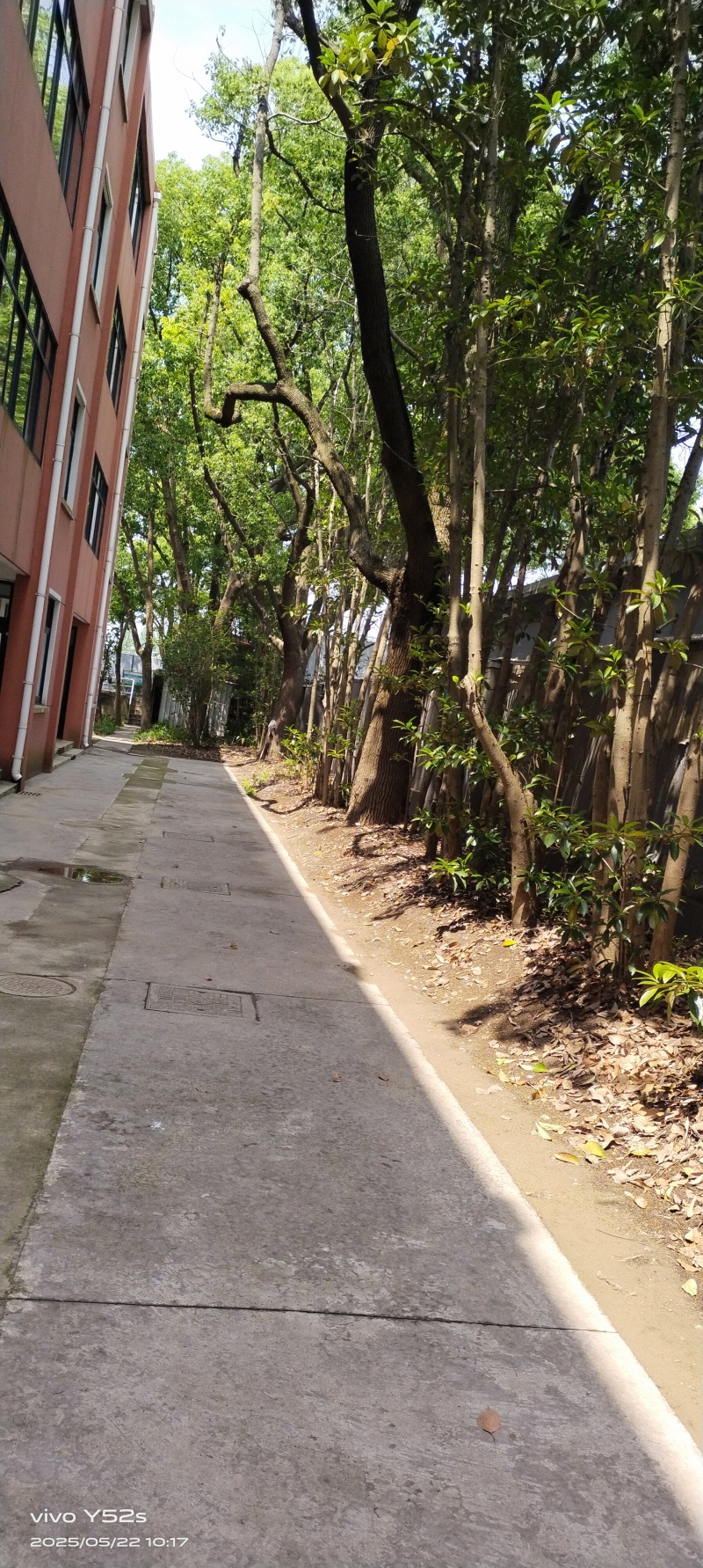 香樟树