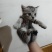 猫咪🐈