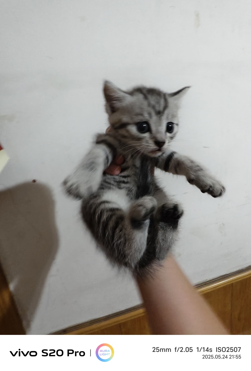 猫咪🐈