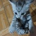 猫咪🐈