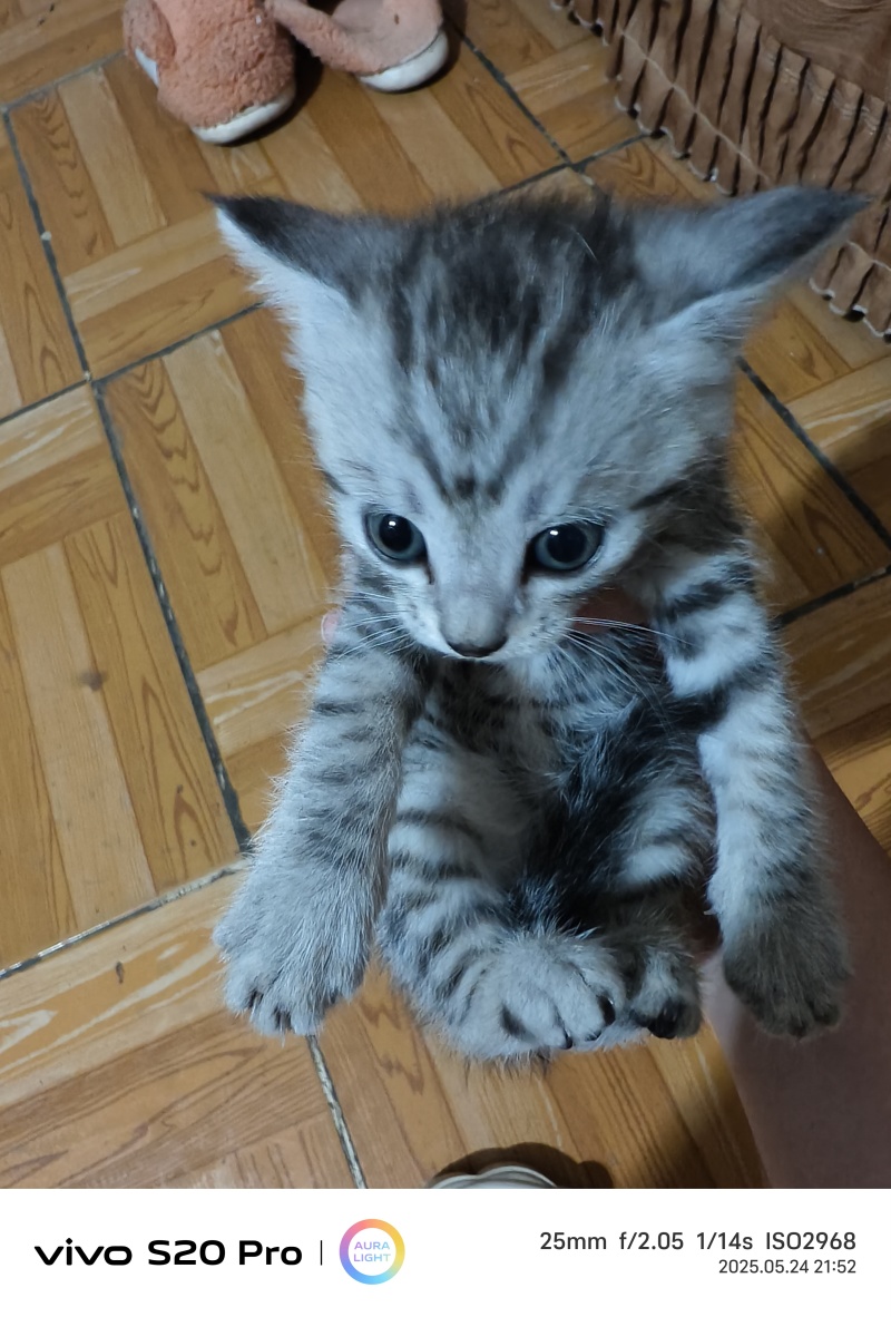 猫咪🐈