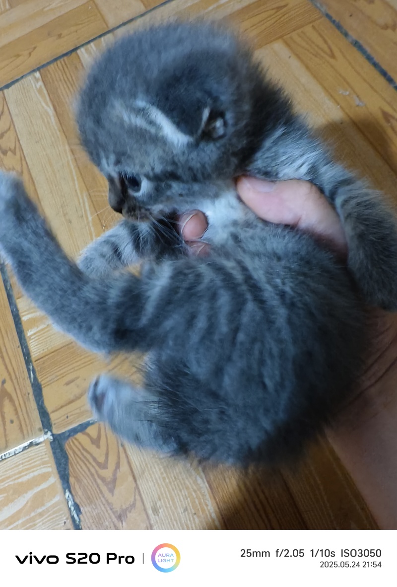 猫咪🐈