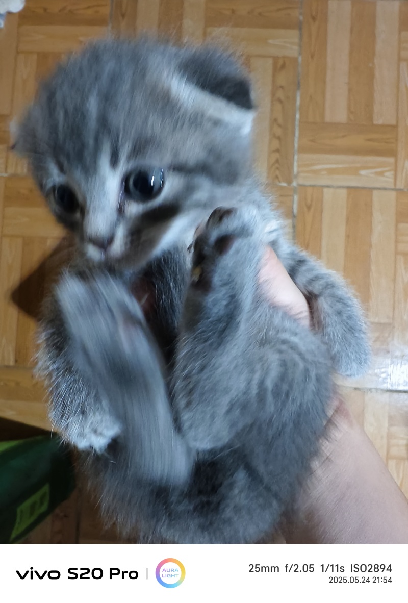 猫咪🐈