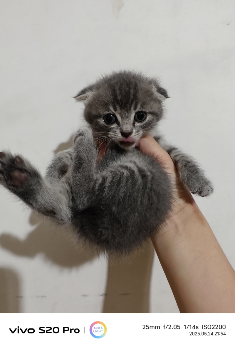 猫咪🐈