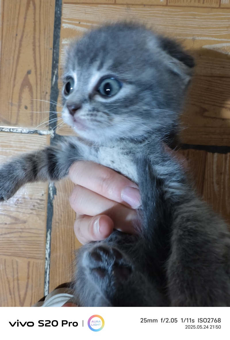 猫咪🐈