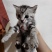 猫咪🐈