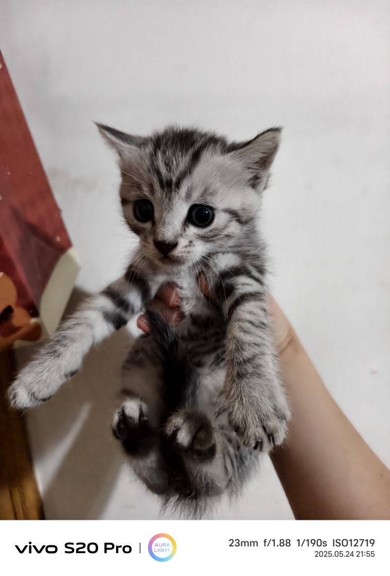 猫咪🐈