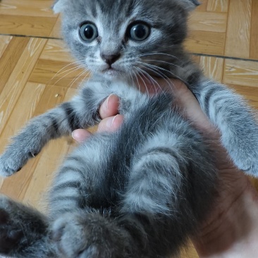 猫咪🐈