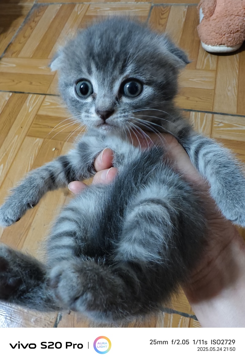 猫咪🐈