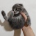 猫咪🐈