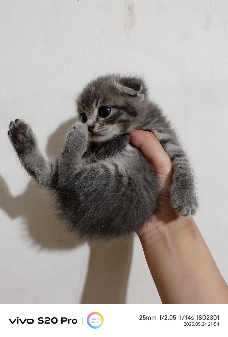 猫咪🐈