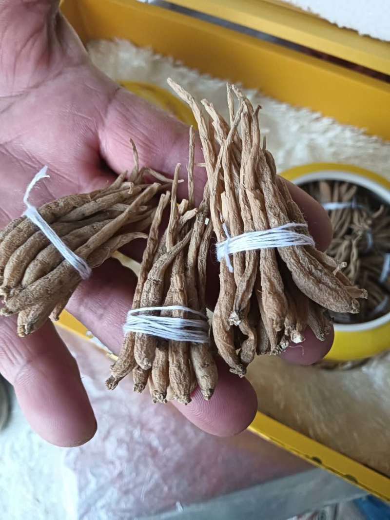 柘荣太子参