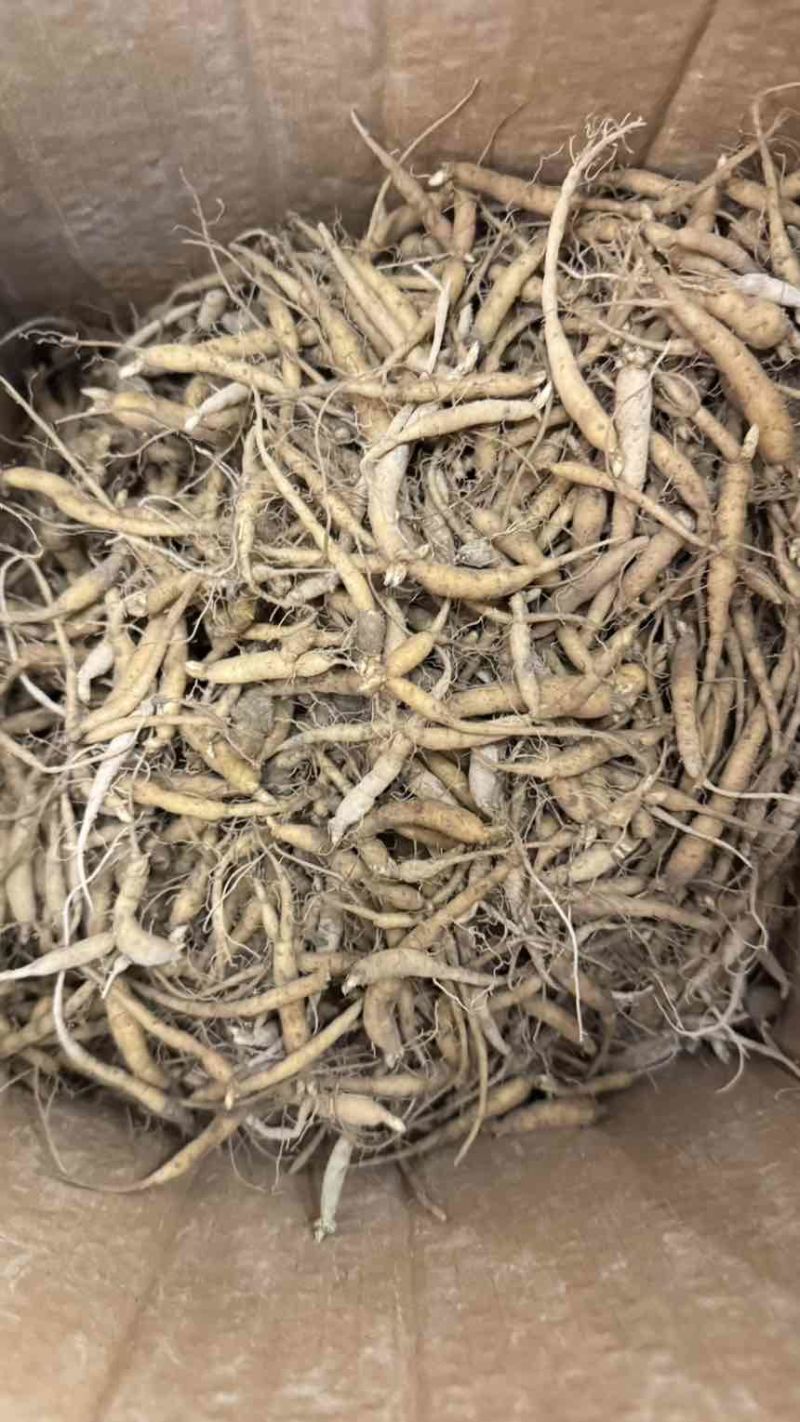 柘荣太子参