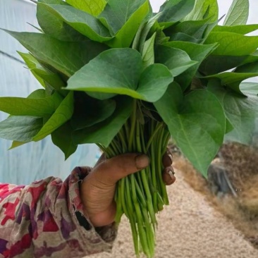 菜红薯尖